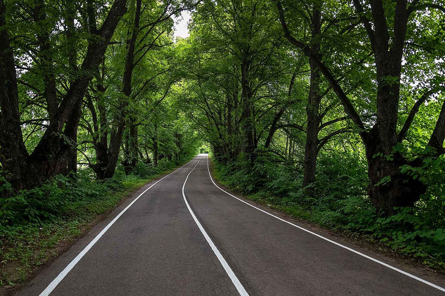 Endless Path-CP109.jpg